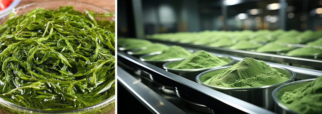 Sargassum Feed Ultrafine Pulverizer